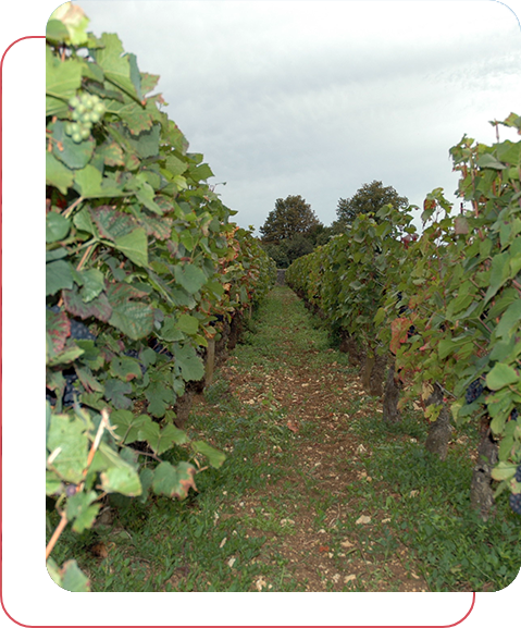 Les Caves D Augustin Grossiste En Vin Paris ESt Les Caves D Augustin Grossiste En Vin Paris ESt Notre Boutique 1